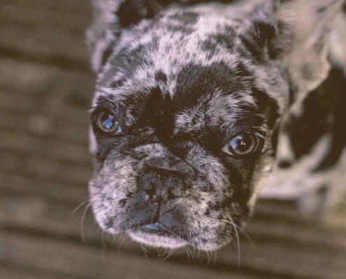 French bulldog looking up