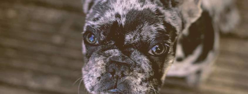 French bulldog looking up