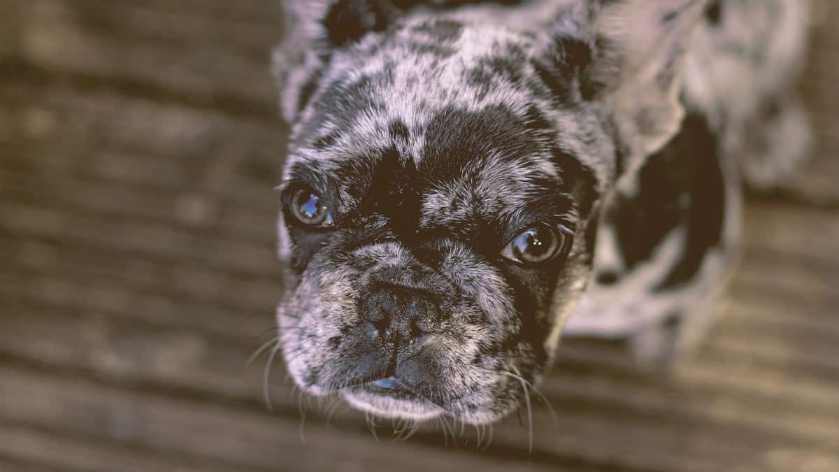 French bulldog looking up