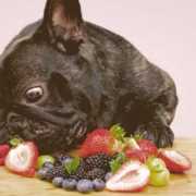 French bulldog eating fruit on a table