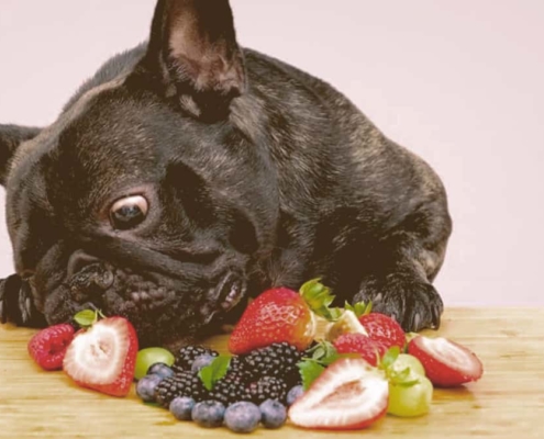 French bulldog eating fruit on a table