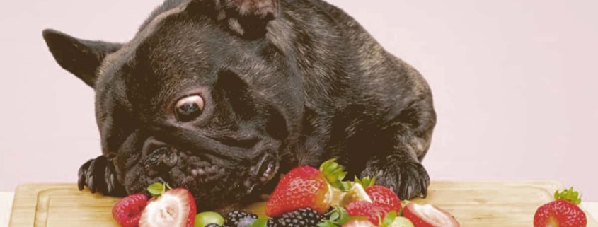 French bulldog eating fruit on a table