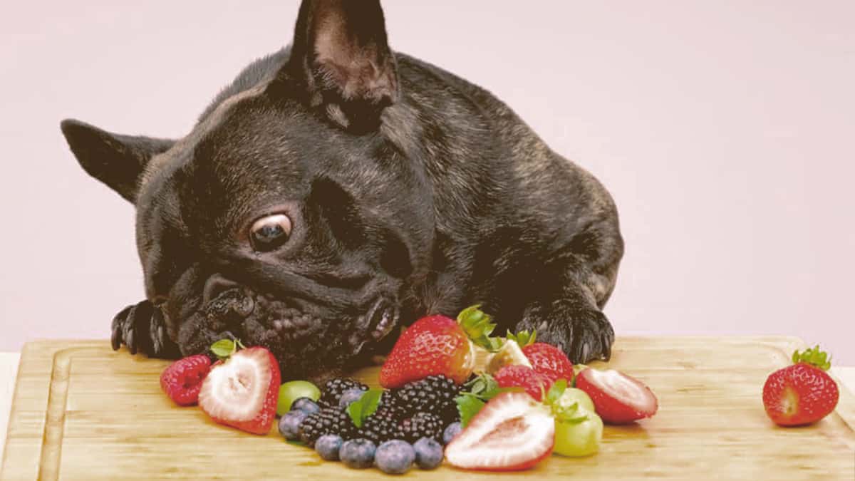 French bulldog eating fruit on a table