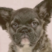 fluffy french bulldog looking