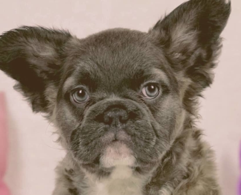 fluffy french bulldog looking