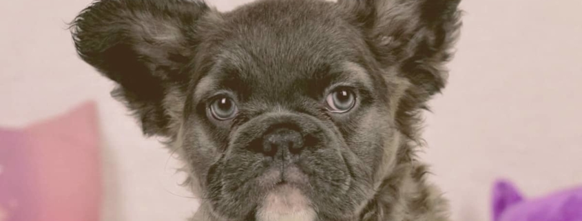 fluffy french bulldog looking