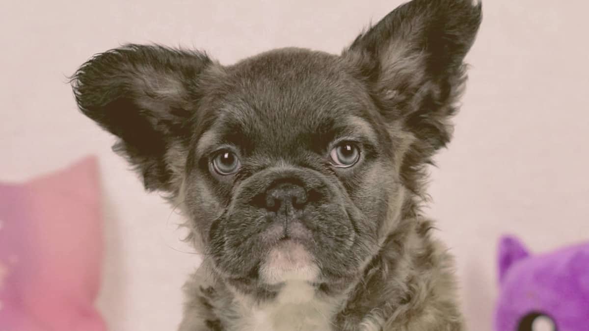 fluffy french bulldog looking