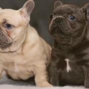 two French bulldogs looking