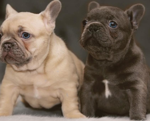 two French bulldogs looking