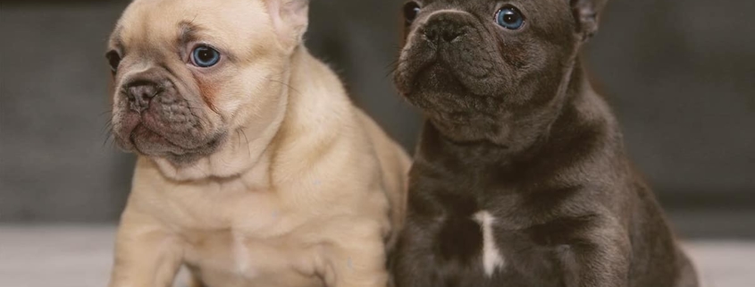 two French bulldogs looking