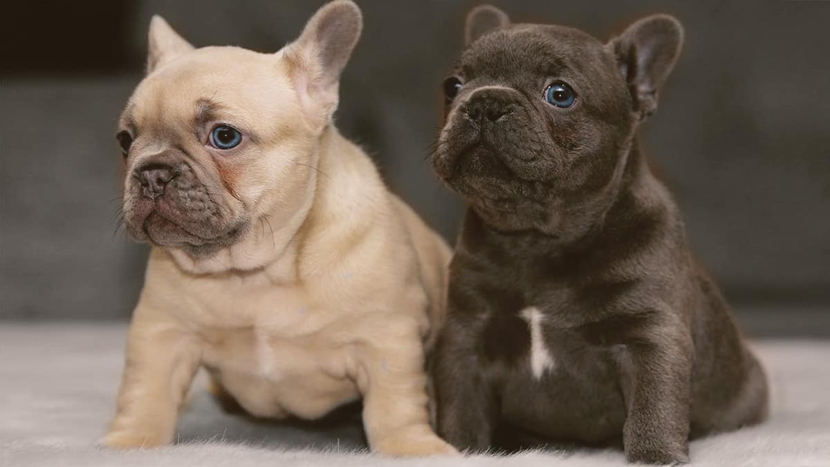 two French bulldogs looking