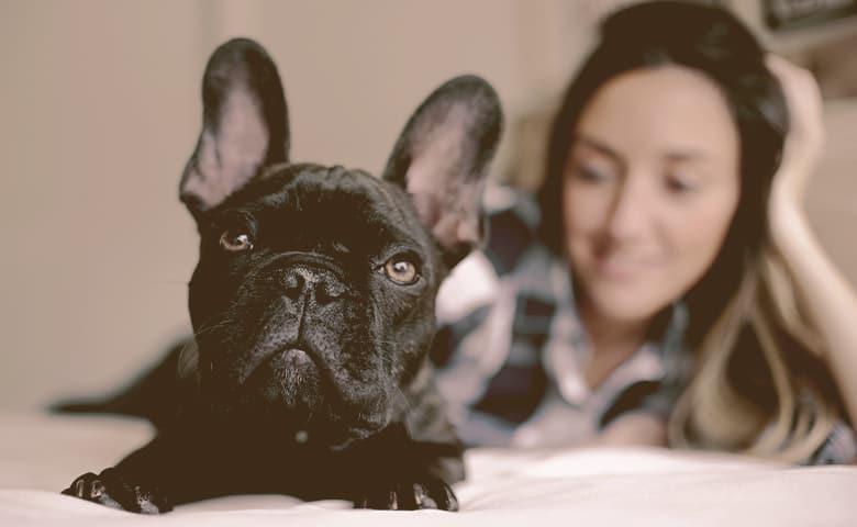close up on the French bulldog laying with owner on the bed