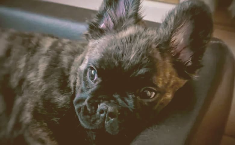 fluffy French bulldog laying on his bed fluffy French bulldog laying on his bed