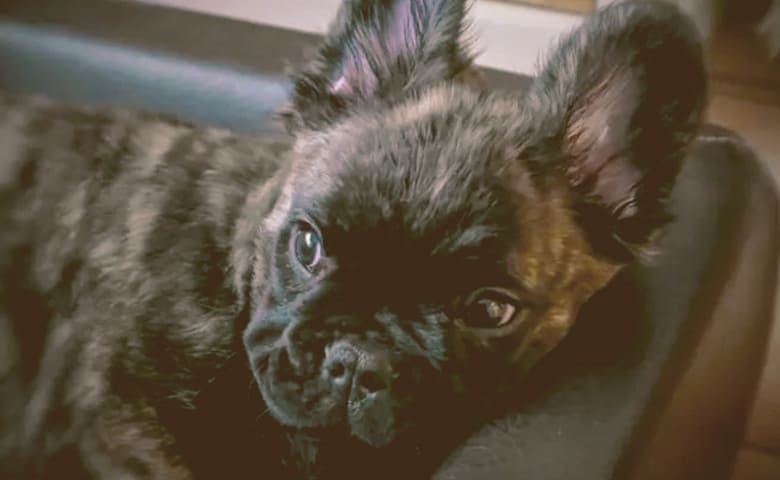 fluffy French bulldog laying on his bed