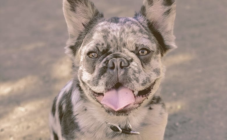 fluffy french bulldog looking up