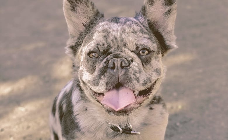 fluffy french bulldog looking up fluffy french bulldog looking up