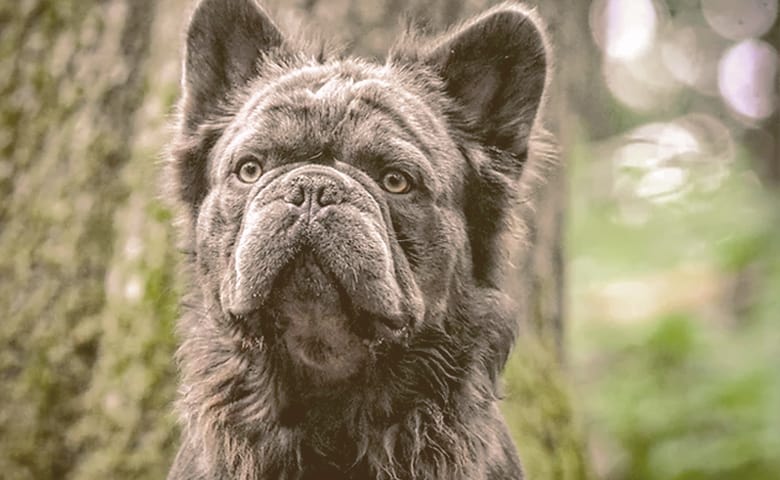 fluffy french bulldog looking