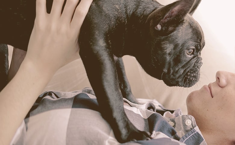 French bulldog face to face with owner