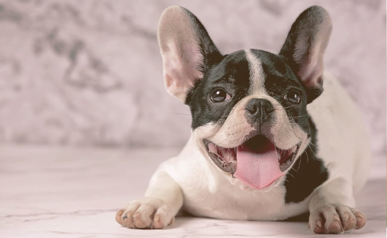 French bulldog laying down on the floor with tongue out