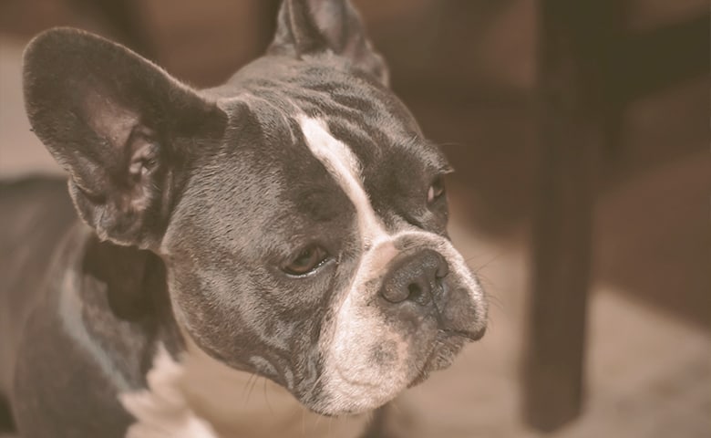 French bulldog looking