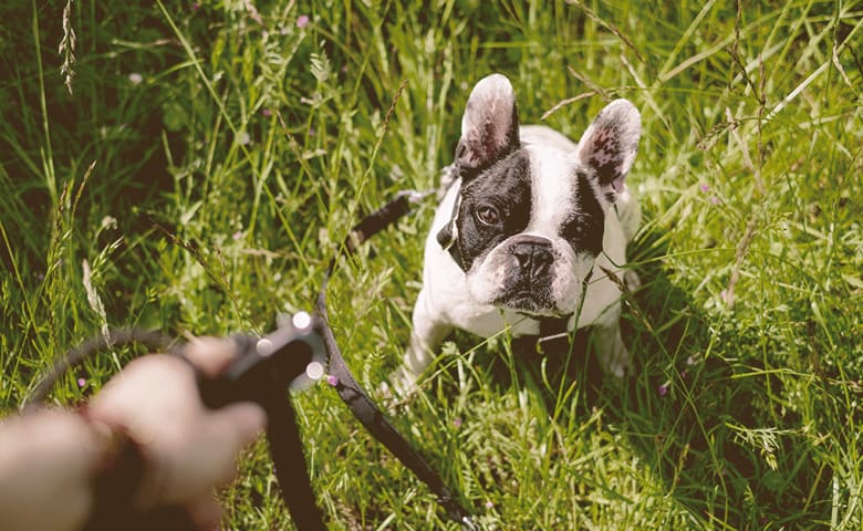 French bulldog on the grass looking to owner with the leash on his hand