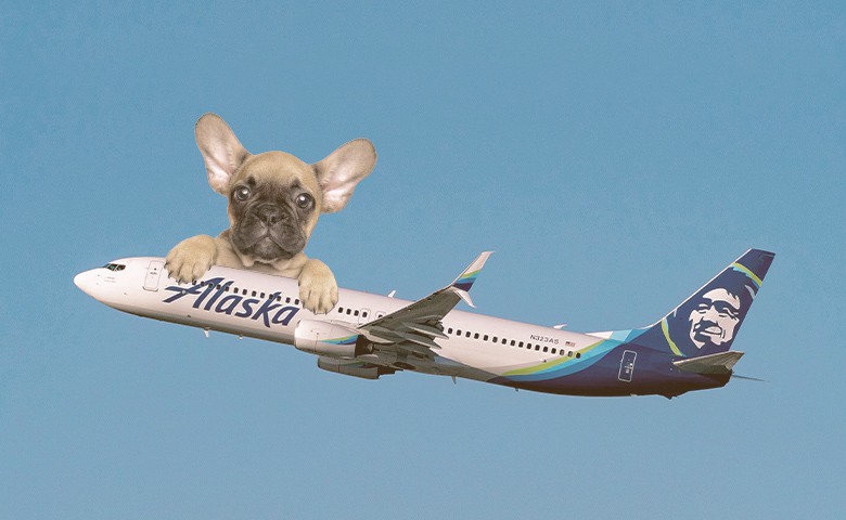 french bulldog on top a Alaska airline plane