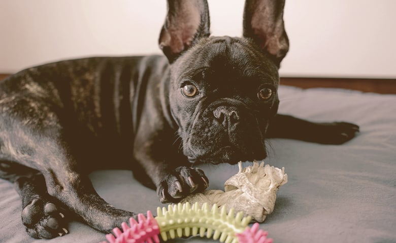 French bulldog playing with toys