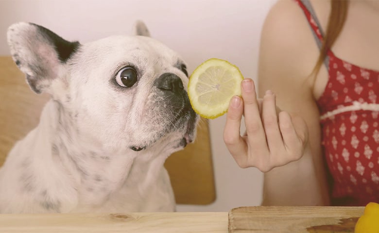 french bulldog sniffing a lemon slice