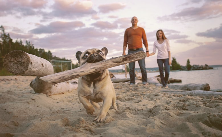 French bulldog walking with a big piece of wood on the beach with a couple behind