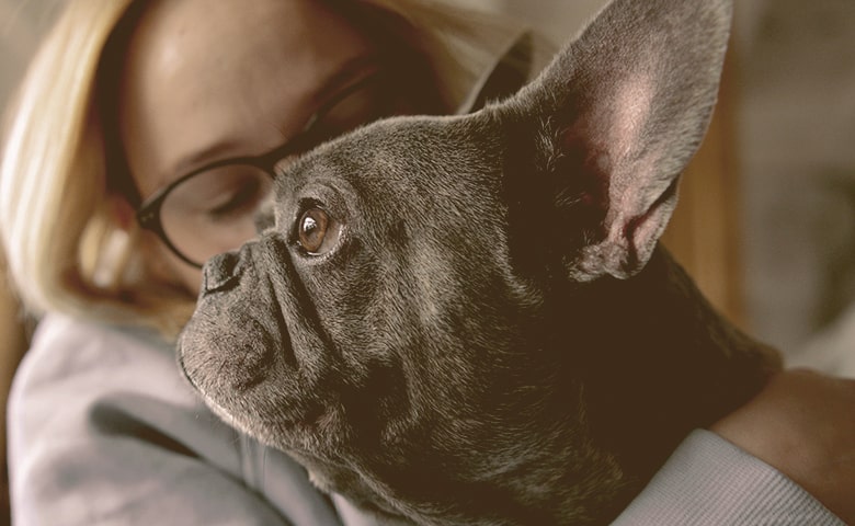 girl grabbing a scared French Bulldog