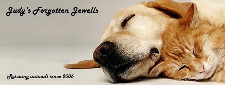 Judy’s Forgotten Jewells