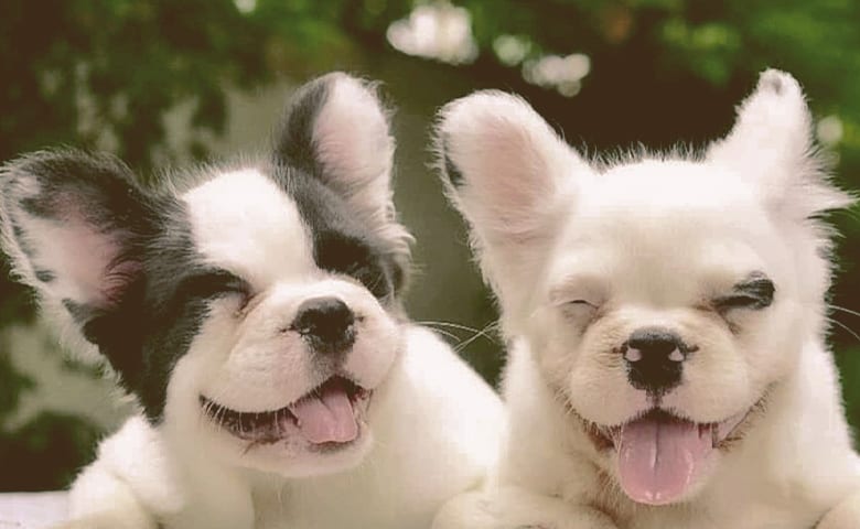 outside fluffy french bulldog puppies