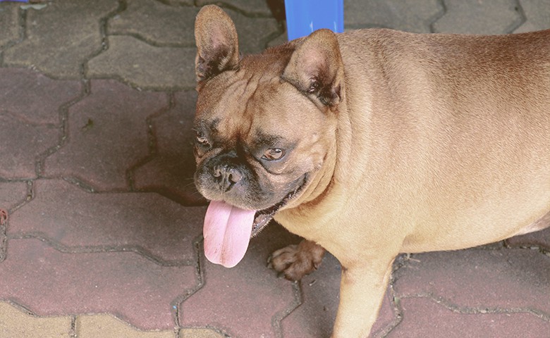 overweight-French-bulldog