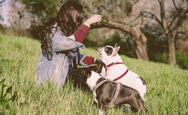 owner playing with their two French bulldogs owner playing with their two French bulldogs