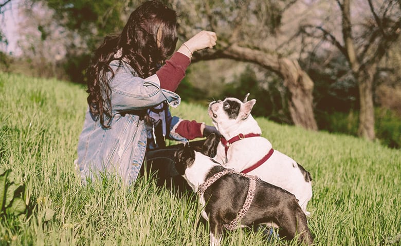 owner playing with their two French bulldogs