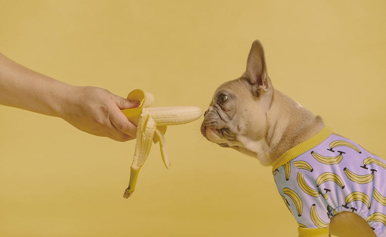 someone giving a banana to a French bulldog