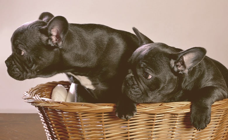 two French bulldog on the basket two French bulldog on the basket