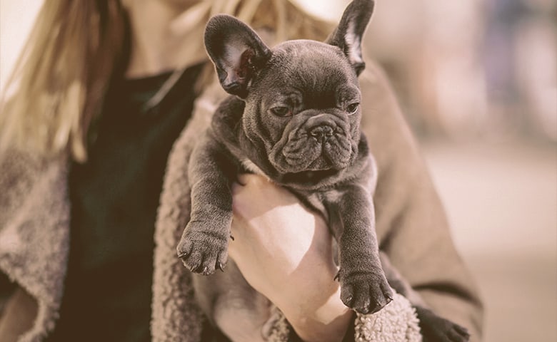 woman-holding-a-french-bulldog-puppy