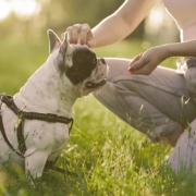 girl petting the French bulldog