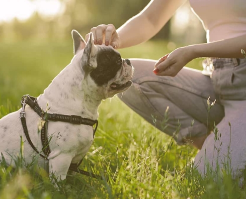 girl petting the French bulldog