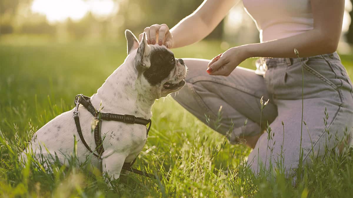 girl petting the French bulldog