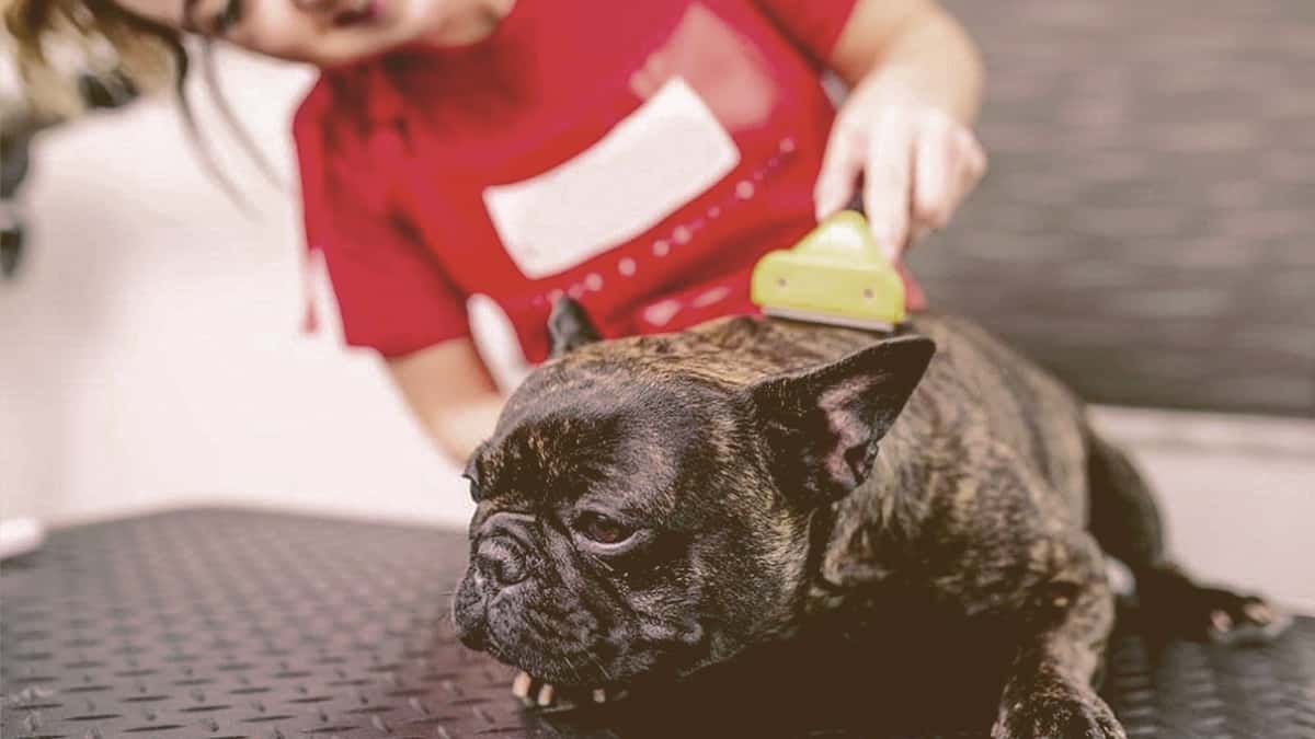 French bulldog being groomed by a girl