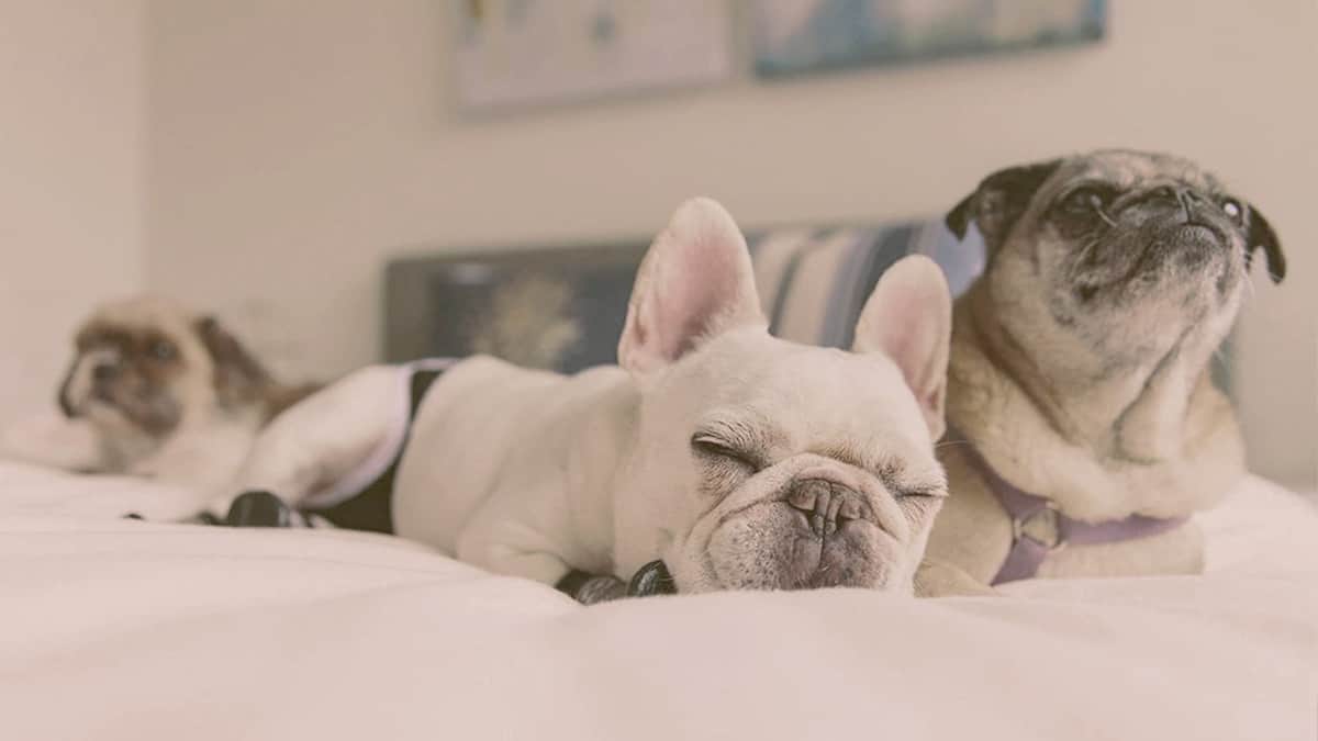 French bulldogs laying on the bed