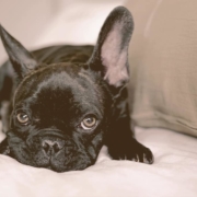 French Bulldogs laying on a bet looking suspicious