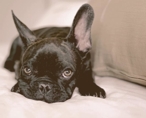 French Bulldogs laying on a bet looking suspicious