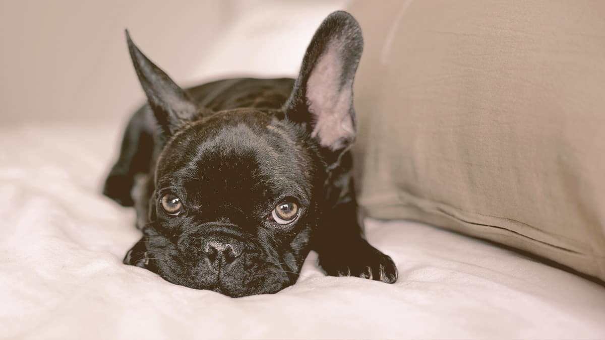 French Bulldogs laying on a bet looking suspicious