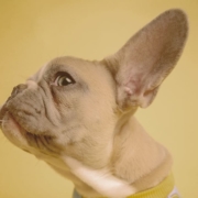 french bulldog looking from the side with one ear up