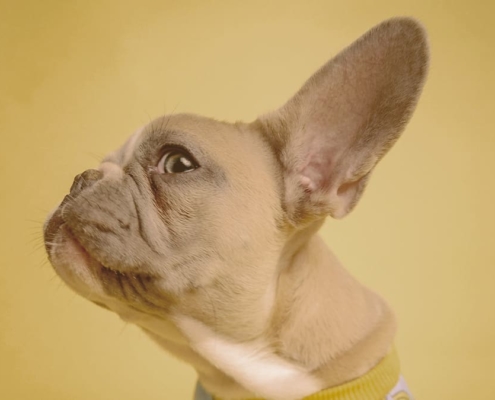 french bulldog looking from the side with one ear up