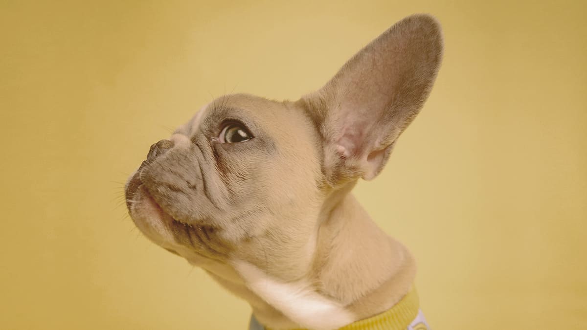 french bulldog looking from the side with one ear up