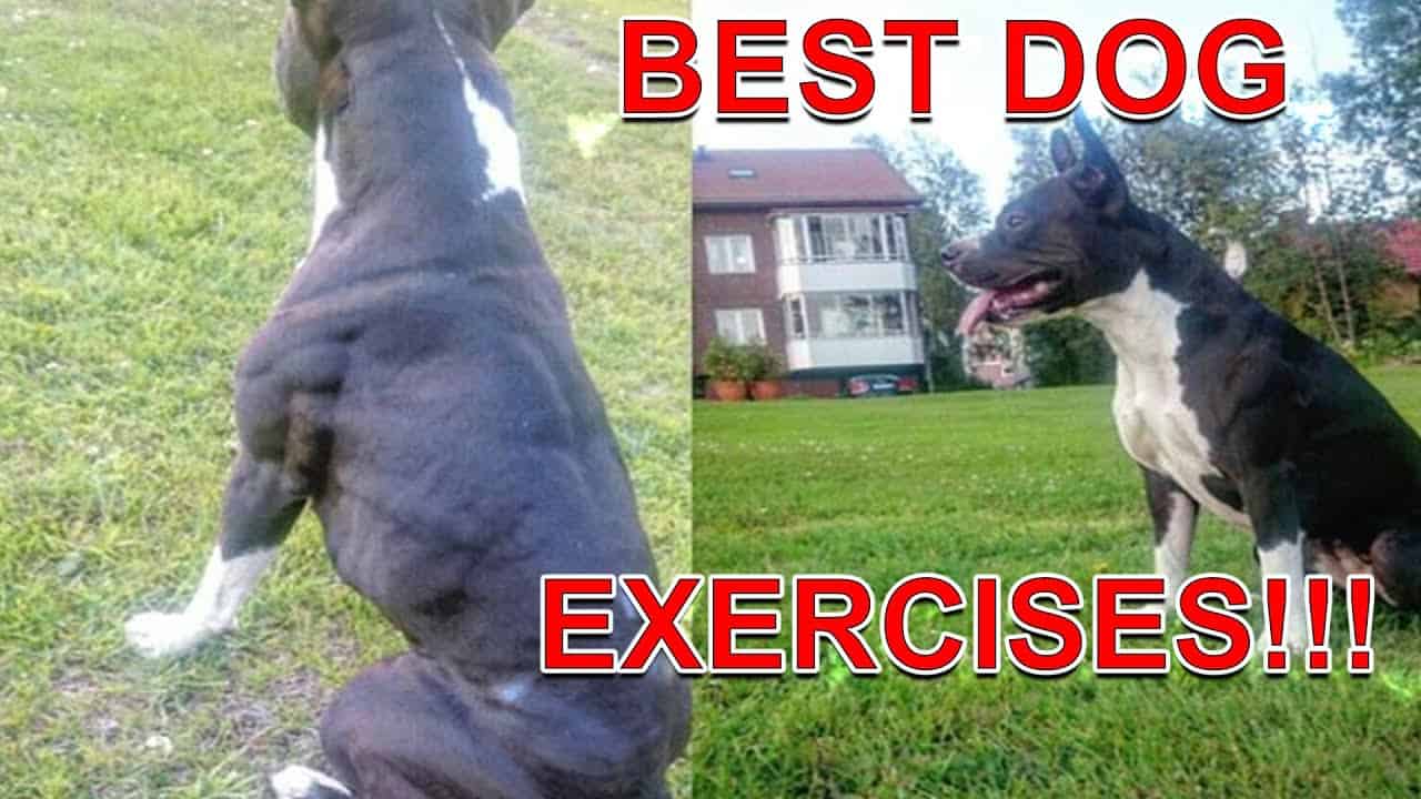 Best Exercises For Your Dog - Fit and Healthy